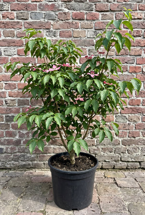 Hoogte: 80-100cm Potmaat: C12
