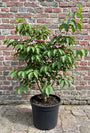 Japanse grootbloemige kornoelje 'Roze' - Cornus kousa 'Satomi'