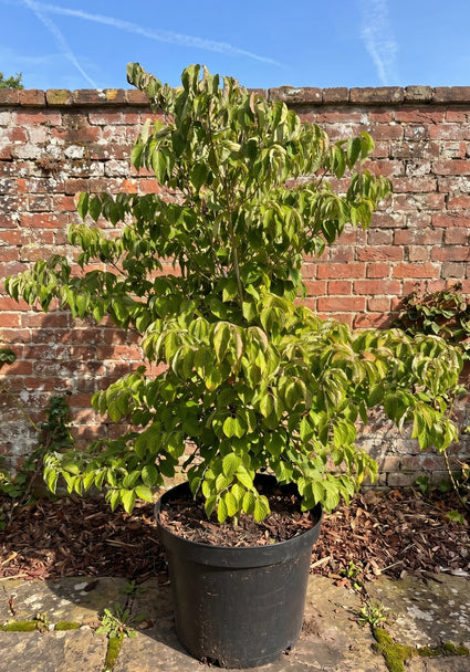Oost Amerikaanse kornoelje - Cornus florida