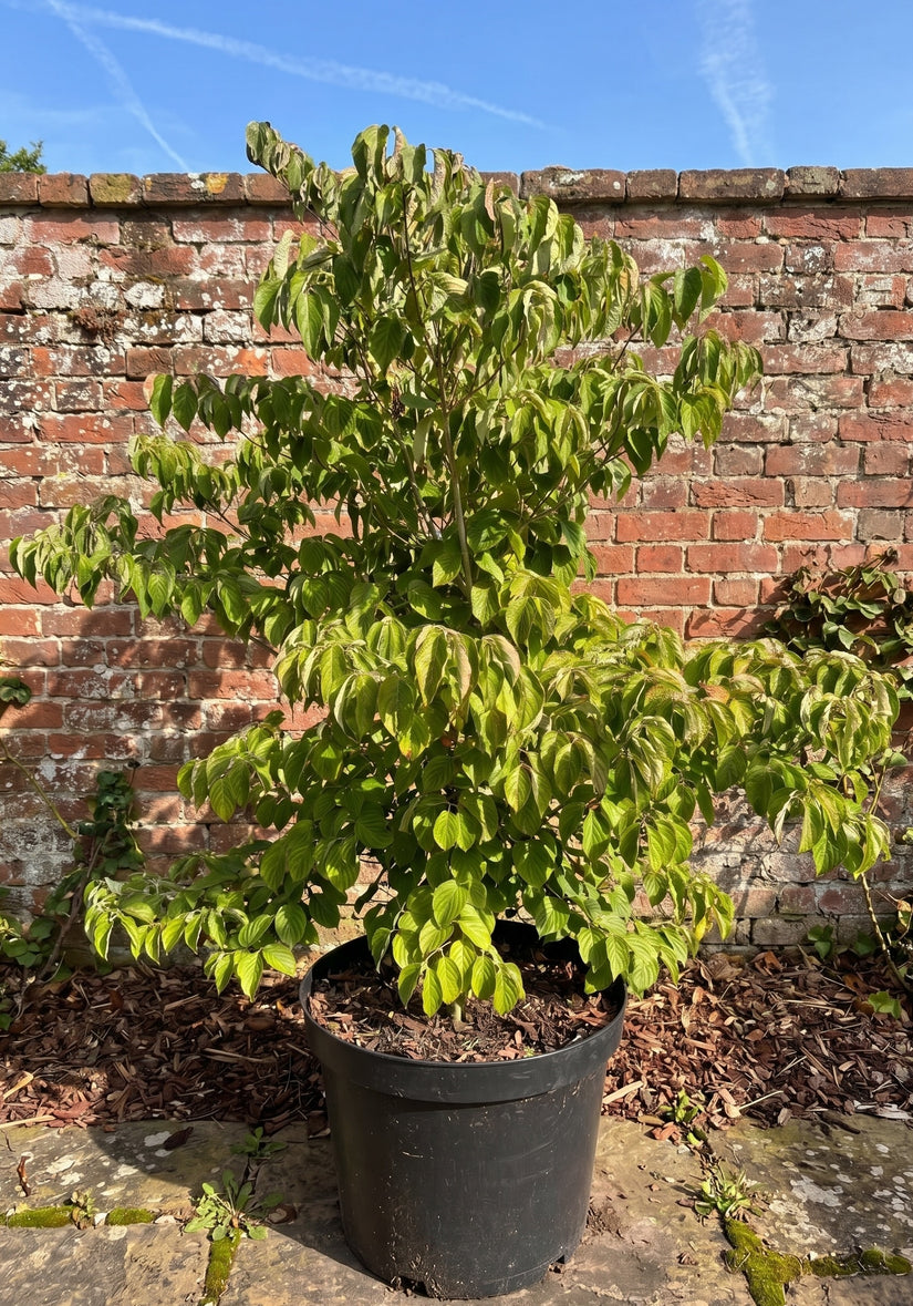 Oost Amerikaanse kornoelje - Cornus florida