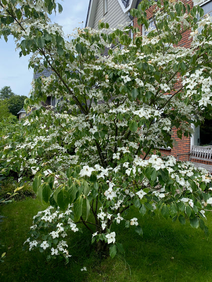 Japanse grootbloemige kornoelje - Cornus kousa F. Buerger