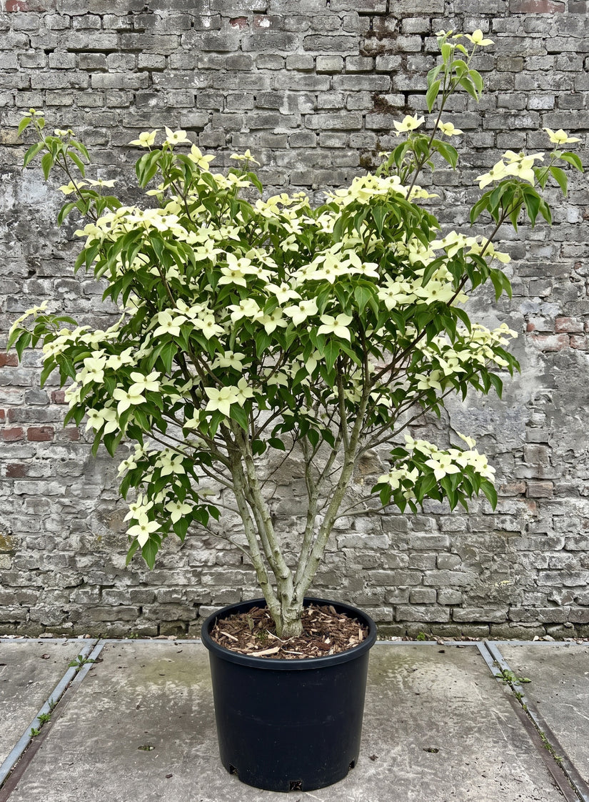 Japanse grootbloemige kornoelje 'Roomwit' - Cornus kousa 'China Girl'