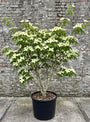 Japanse grootbloemige kornoelje 'Roomwit' - Cornus kousa 'China Girl'