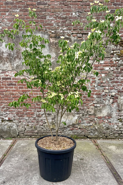 Japanse grootbloemige kornoelje 'Roomwit' - Cornus kousa 'China Girl'