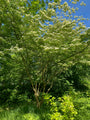 Japanse grootbloemige kornoelje - Cornus kousa var. chinensis