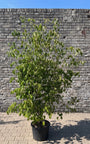 Japanse grootbloemige kornoelje 'Wit' - Cornus kousa var. chinensis