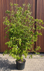 Japanse grootbloemige kornoelje 'Wit' - Cornus kousa var. chinensis