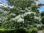 Japanse grootbloemige Kornoelje - Cornus kousa