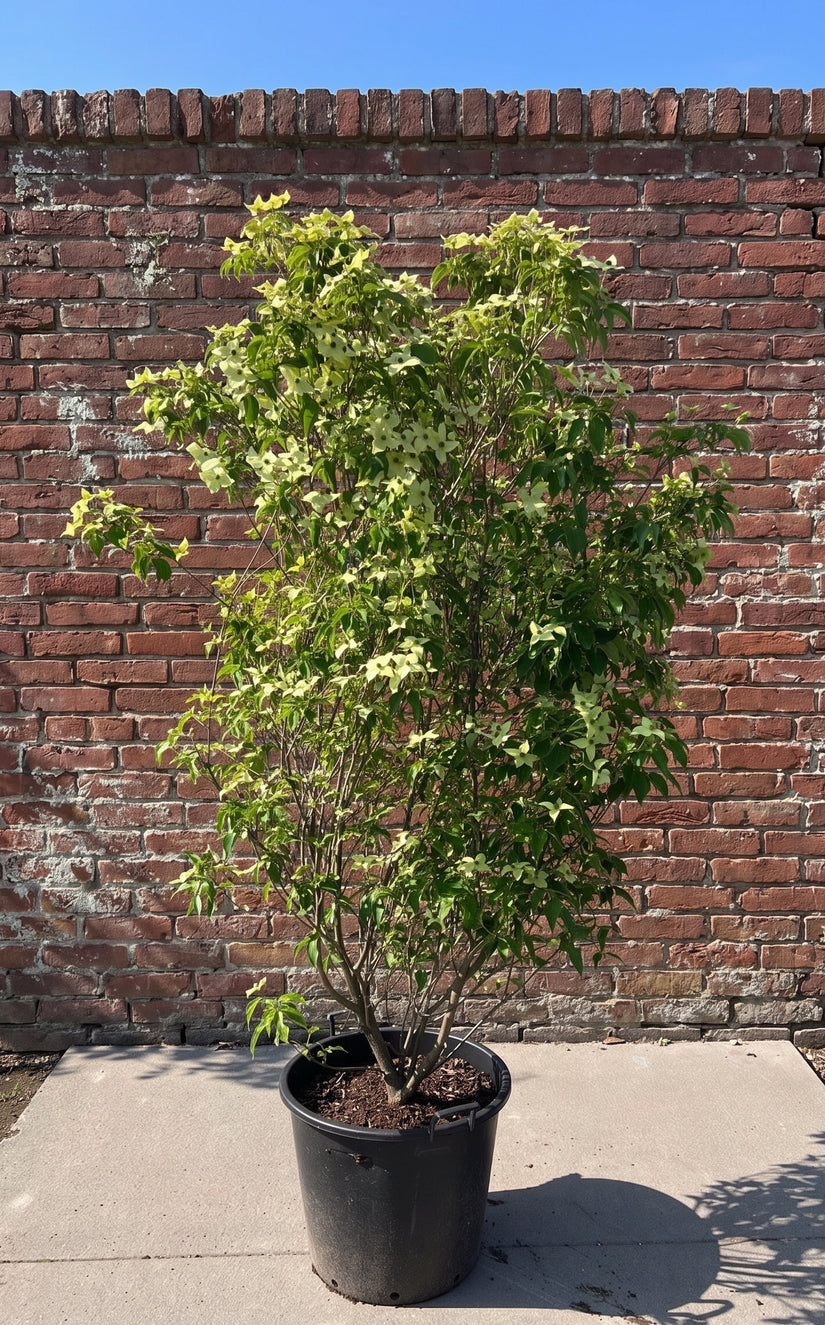 Japanse grootbloemige kornoelje 'Zuiverwit' - Cornus kousa 'Milky Way'