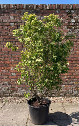 In C45 pot -  Meerstammig 175/200 cm