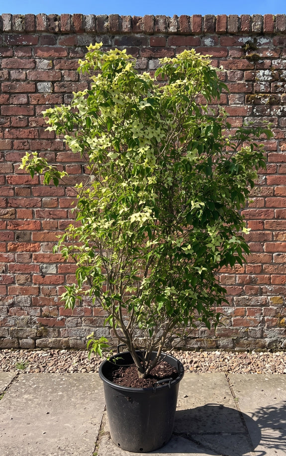 Japanse grootbloemige kornoelje 'Zuiverwit' - Cornus kousa 'Milky Way'