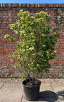 Japanse grootbloemige kornoelje 'Zuiverwit' - Cornus kousa 'Milky Way'