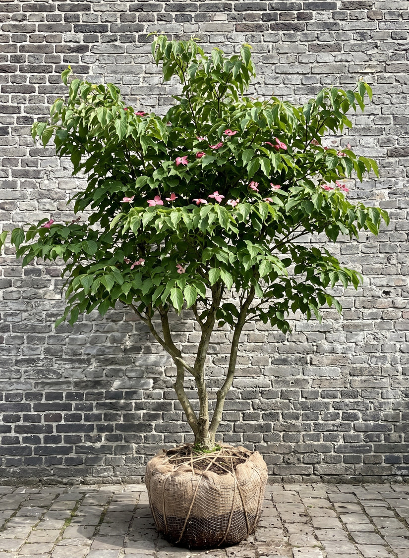 Japanse grootbloemige kornoelje 'Roze' - Cornus kousa 'Satomi'