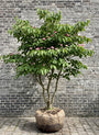 Japanse grootbloemige kornoelje 'Roze' - Cornus kousa 'Satomi'