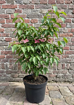 Hoogte: 60-80cm Potmaat: C5