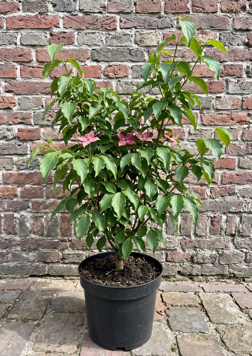 Japanse grootbloemige kornoelje 'Roze' - Cornus kousa 'Satomi'