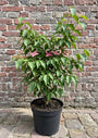 Japanse grootbloemige kornoelje 'Roze' - Cornus kousa 'Satomi'