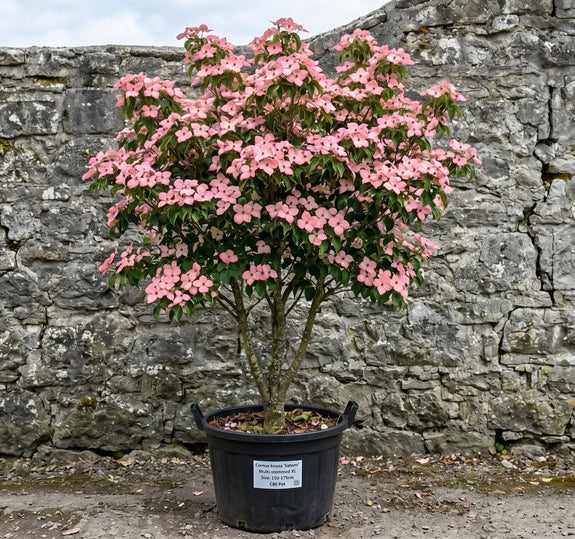 Japanse grootbloemige kornoelje 'Roze' - Cornus kousa 'Satomi'