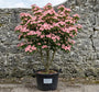 Japanse grootbloemige kornoelje 'Roze' - Cornus kousa 'Satomi'