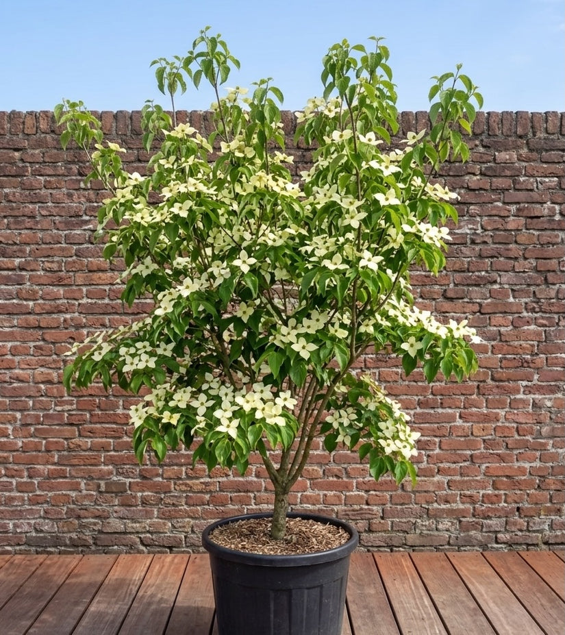Japanse grootbloemige kornoelje - Cornus kousa 'Schmetterling'