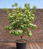 Japanse grootbloemige kornoelje - Cornus kousa 'Schmetterling'