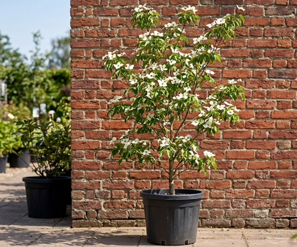 Japanse kornoelje - Cornus kousa 'Wieting's Select'