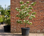 Japanse kornoelje - Cornus kousa 'Wieting's Select'