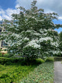 Japanse grootbloemige Kornoelje - Cornus kousa