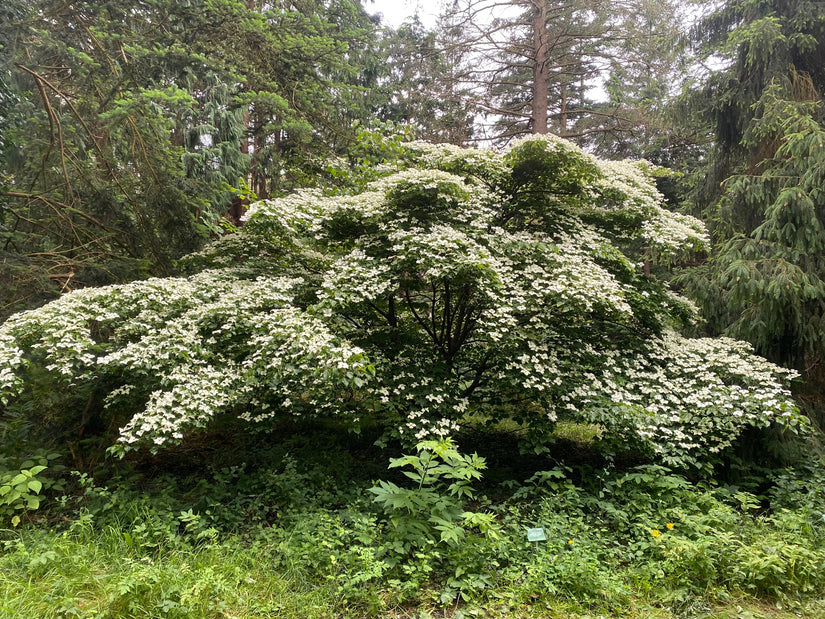 Japanse grootbloemige Kornoelje - Cornus kousa