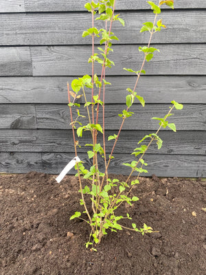 60-80 cm, C4