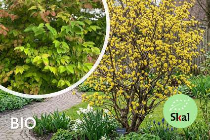 Biologische Gele kornoelje - Cornus mas (Inheemse sierheesters)