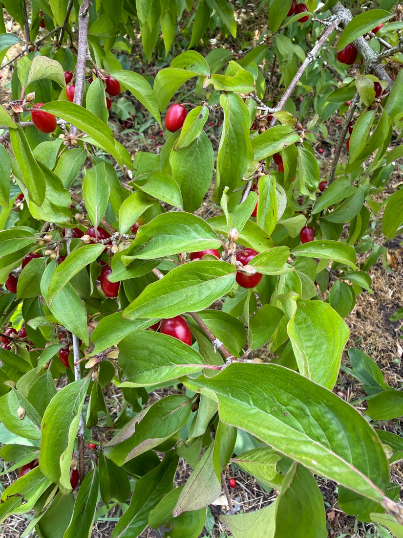 Biologische Gele kornoelje - Cornus mas (Inheemse sierheesters)
