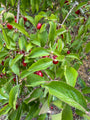 Biologische Gele kornoelje - Cornus mas (Inheemse sierheesters)