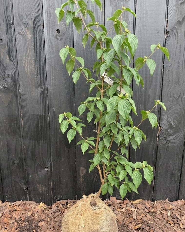 Biologische Gele kornoelje - Cornus mas (Inheemse sierheesters)