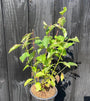 Cornus sanguinea in c2 pot 40-60 cm