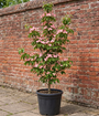 Japanse grootbloemige kornoelje 'Roze' - Cornus kousa 'Satomi'