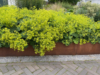 Cortenstaal borderrand Wovar 75 cm strip Hoogte 30 cm - Voor recht en flexibel