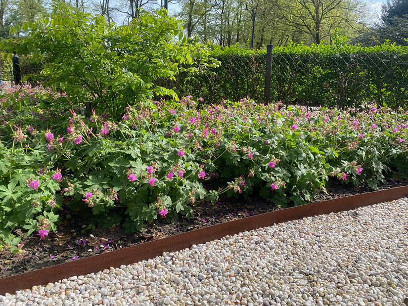 Biologisch Ooievaarsbek - Geranium macrorrhizum