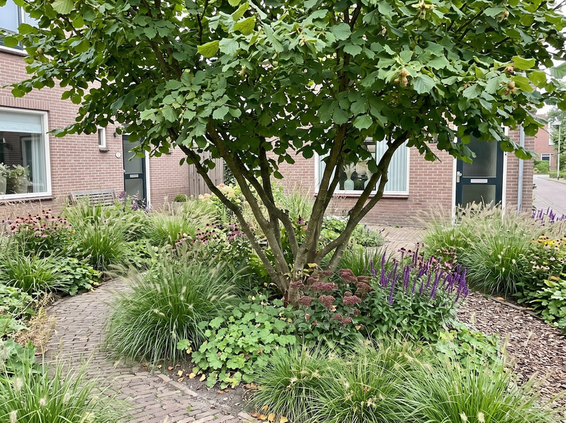 Hazelaar - Corylus avellana 'Tonda di Giffoni' Meerstammig