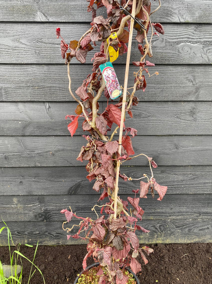 Kronkelhazelaar - Corylus 'Red Majestic'