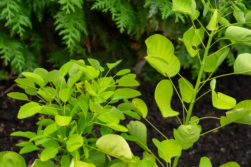 Pruikenboom - Cotinus coggygria 'Golden Spirit'