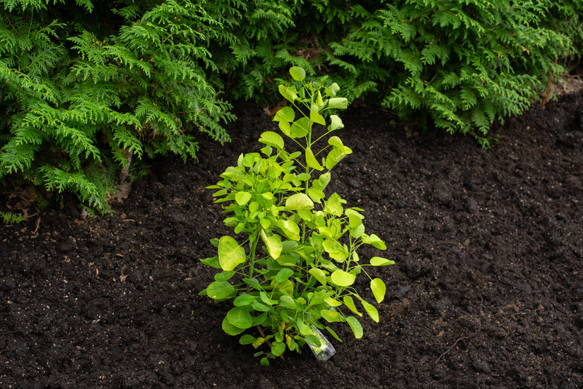 cotinus golden spirit groene-pruikenboom in C4.5 pot 40-50 cm voorbeeld wat u koopt