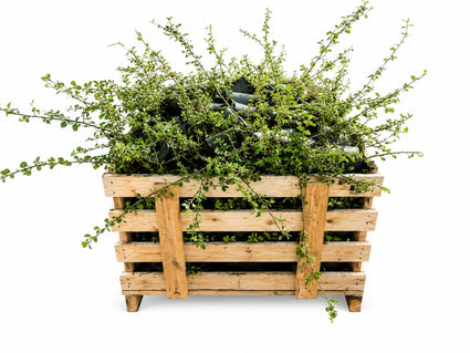 Dwergmispel - Cotoneaster Dammeri 'Mooncreeper' - C1.5 pot Aanbieding 80 stuks