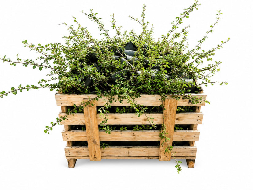 Dwergmispel - Cotoneaster Dammeri 'Mooncreeper' - C1.5 pot Aanbieding 80 stuks