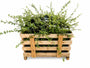 Dwergmispel - Cotoneaster Dammeri 'Mooncreeper' - C1.5 pot Aanbieding 80 stuks
