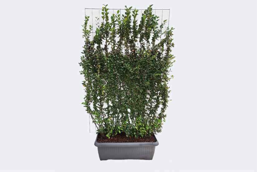 Kant en klare Dwergmispel haag - Cotoneaster lucidus 180 x 120 cm Wintergroen