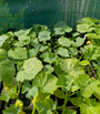 Courgette - Cucurbita pepo