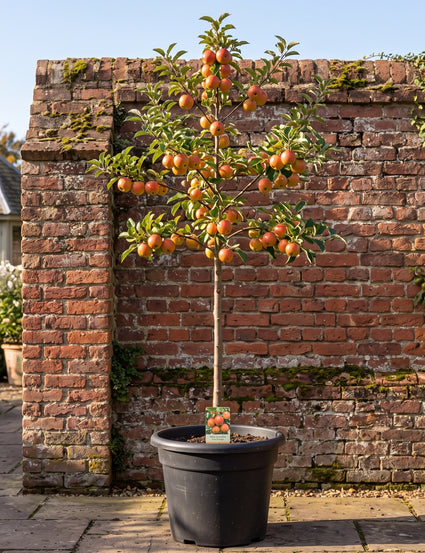 Appelboom - Malus domestica 'Cox's Orange'