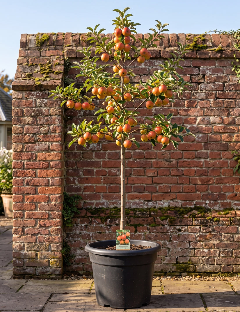 Appelboom - Malus domestica 'Cox's Orange'