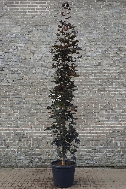 Noorse esdoorn Zuilvorm - Acer platanoides 'Crimson Sentry'